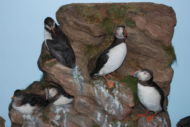   pennpuffins [640x480].JPG 